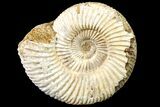 Jurassic Ammonite (Perisphinctes) Fossil - Madagascar #161741-1